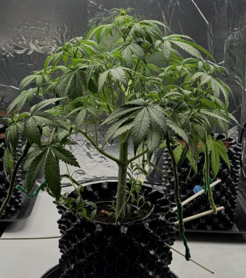 Lemon Cherry Cookies Auto. Week 6 - Day 38