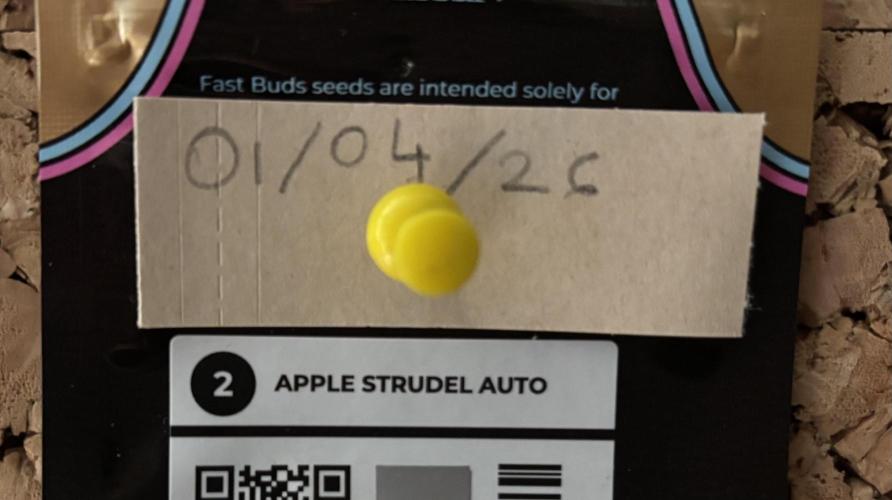 Apple Strudel. Week 1