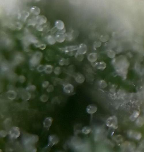 Papaya Cookies Auto. Week 7