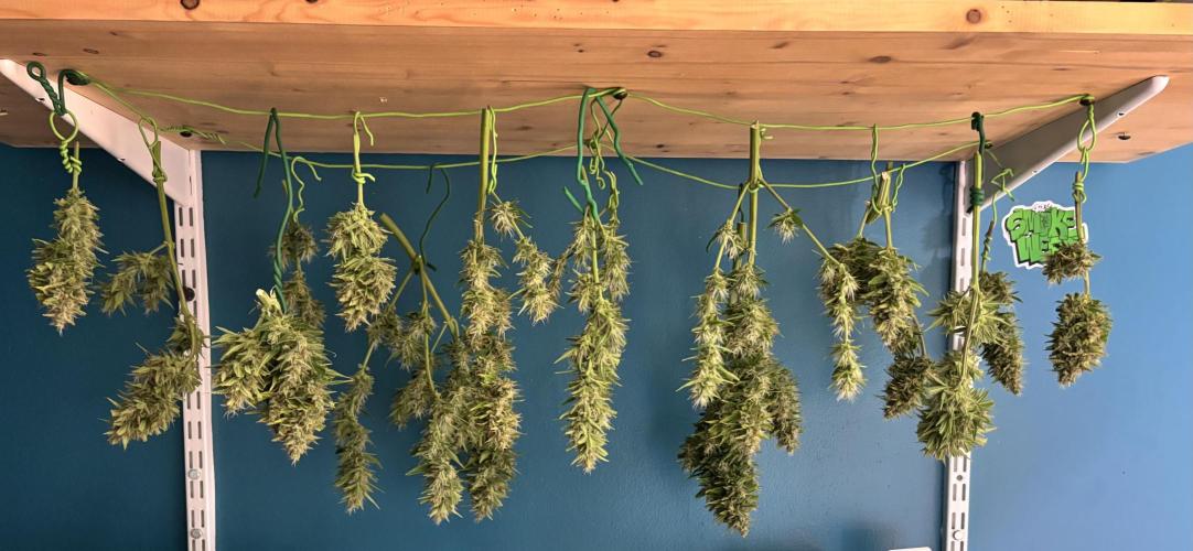 Papaya Cookies Auto. Week 10