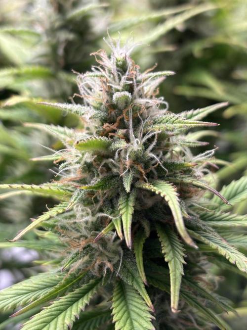 Papaya Cookies Auto. Week 10