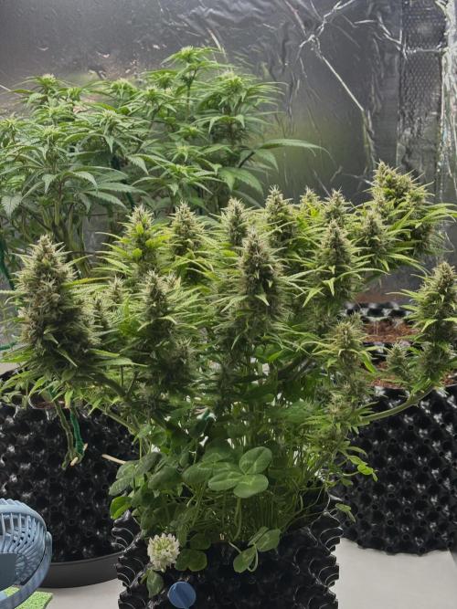 Papaya Cookies Auto. Week 10