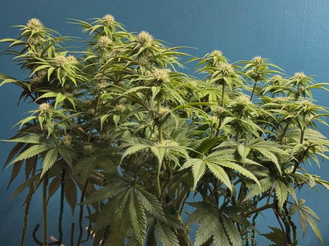 Lemon Cherry Cookies Auto. Week 8