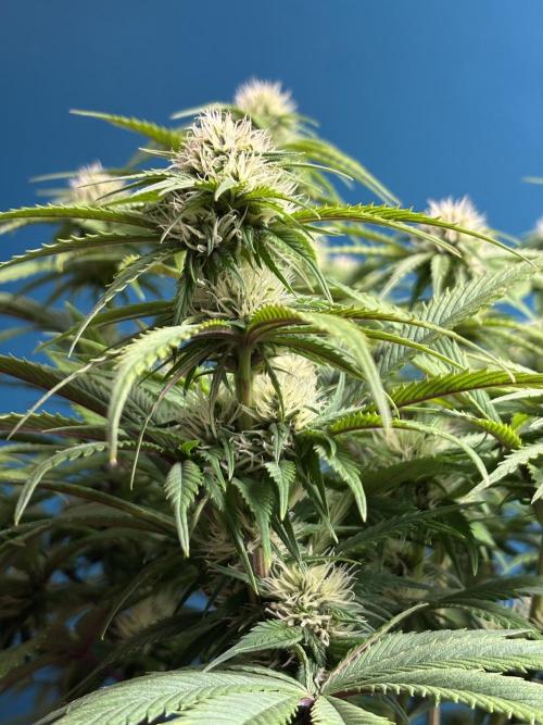 Lemon Cherry Cookies Auto. Week 8