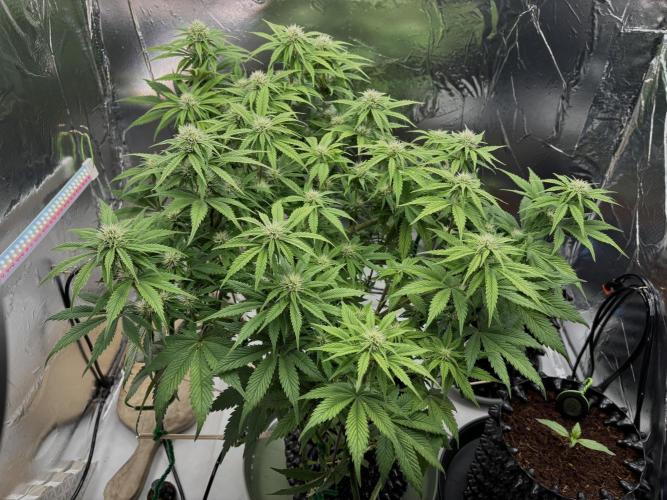 Lemon Cherry Cookies Auto. Week 8