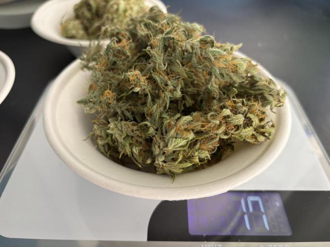Papaya Cookies Auto. Week 10