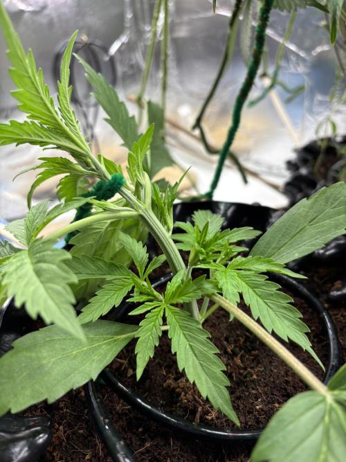 Apple Strudel. Week 3 - Day_17 
Plant_D