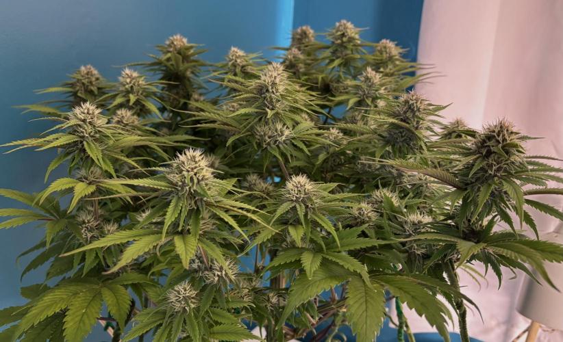 Lemon Cherry Cookies Auto. Week 9 - Day_59