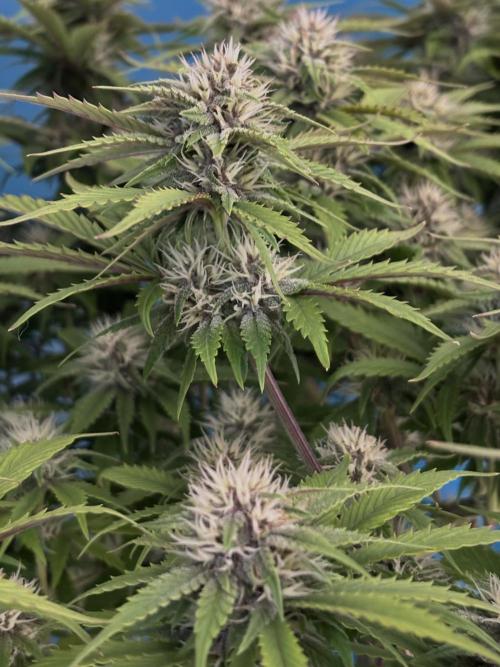 Lemon Cherry Cookies Auto. Week 9 - Day_59