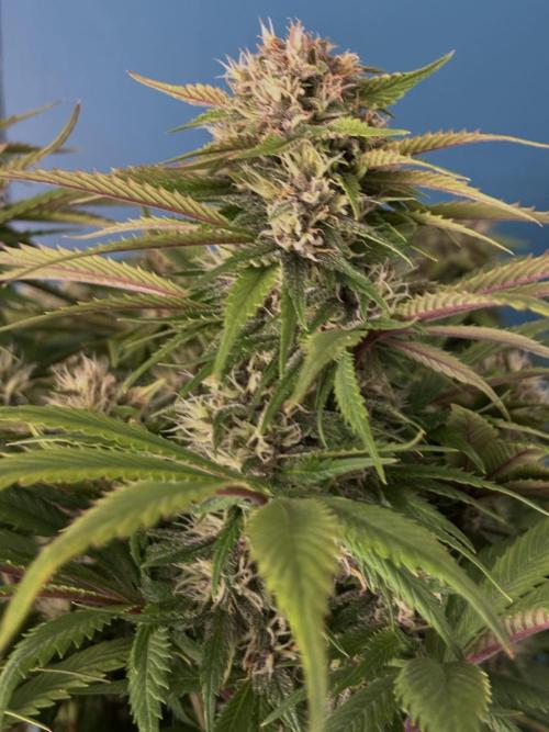 Lemon Cherry Cookies Auto. Week 9 - Day_59