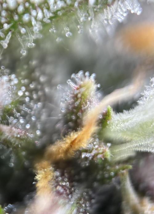 Lemon Cherry Cookies Auto. Week 9 - Day_63