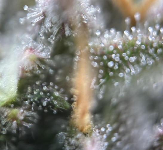 Lemon Cherry Cookies Auto. Week 9 - Day_63