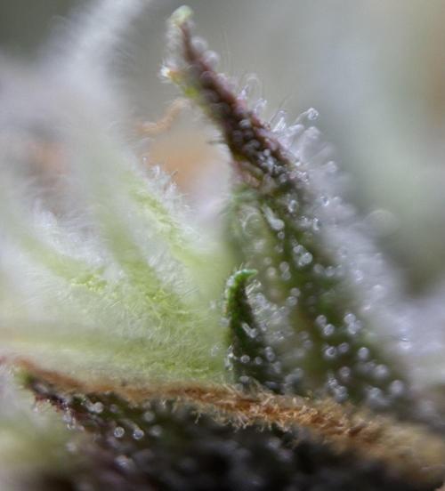 Lemon Cherry Cookies Auto. Week 10