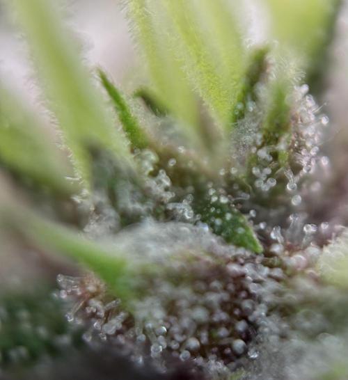 Lemon Cherry Cookies Auto. Week 10
