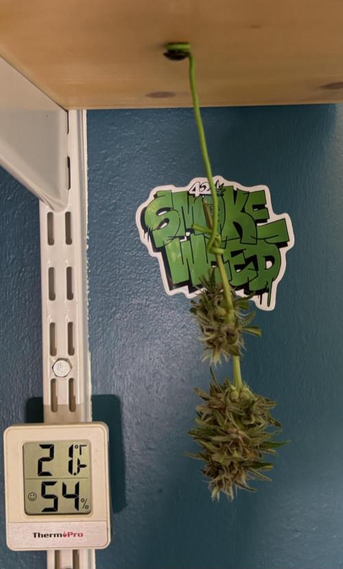 Lemon Cherry Cookies Auto. Week 10 - Sample #1