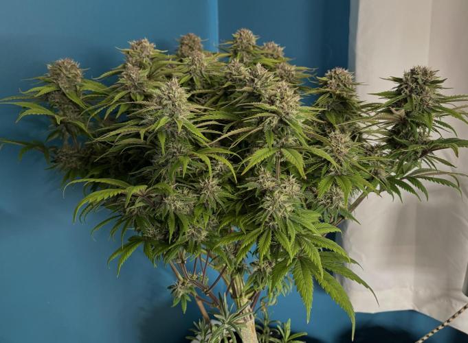 Lemon Cherry Cookies Auto. Week 10