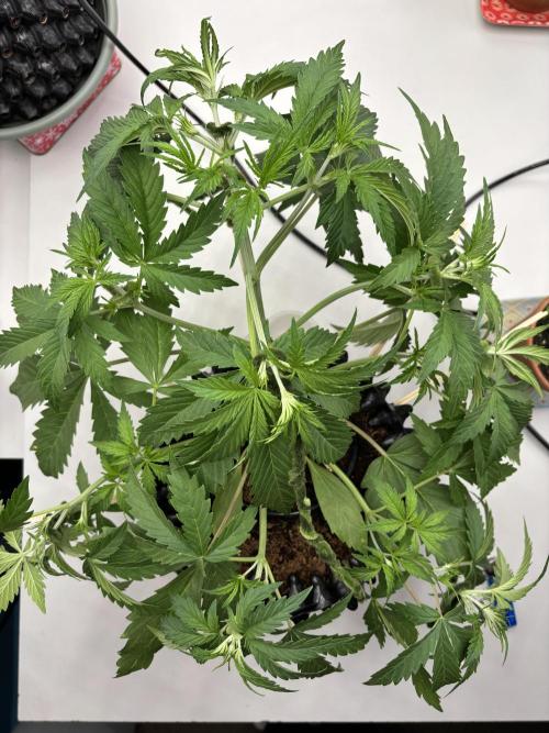Apple Strudel. Week 4 - LST 