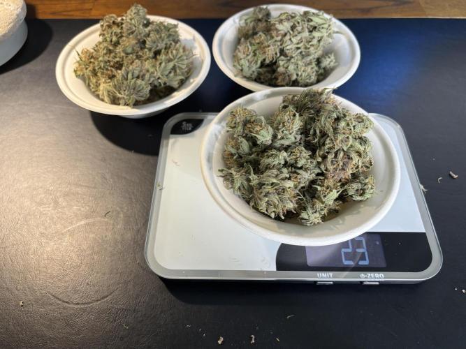 Lemon Cherry Cookies Auto. Week 11