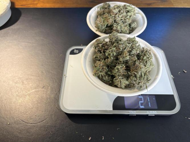 Lemon Cherry Cookies Auto. Week 11