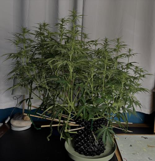 Apple Strudel. Week 6