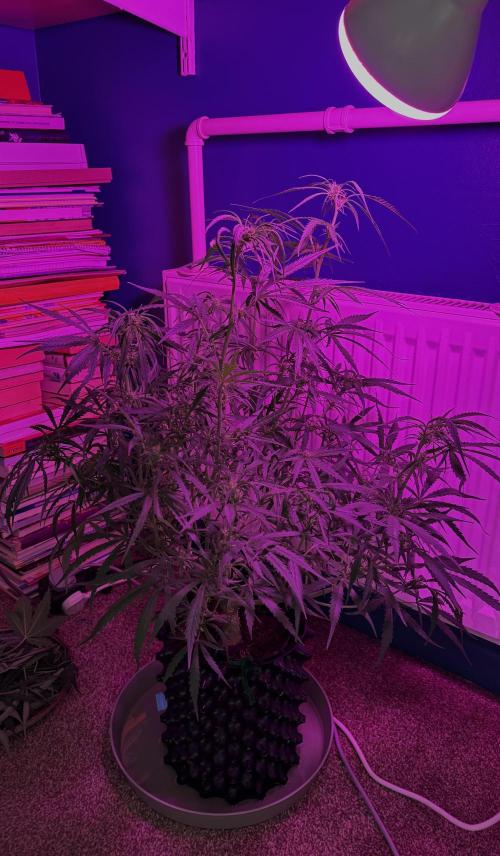 Apple Strudel. Week 6