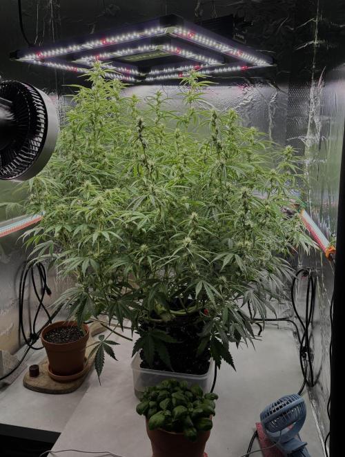 Apple Strudel. Week 7