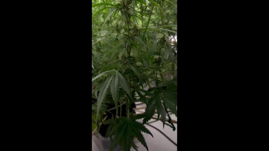 Apple Strudel