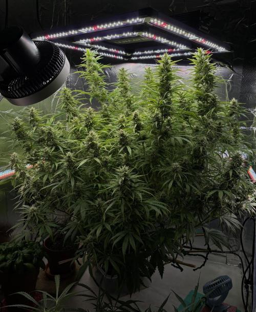 Apple Strudel. Week 8
