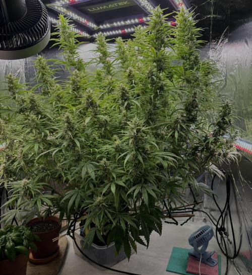 Apple Strudel. Week 8