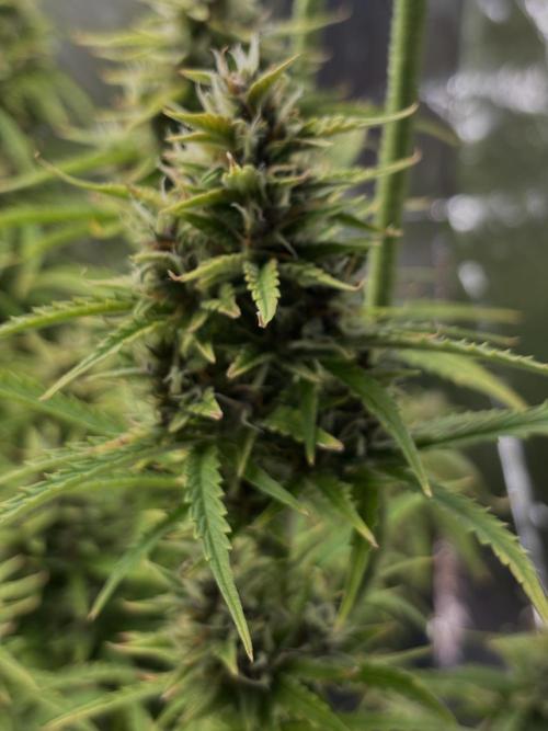 Apple Strudel. Week 9