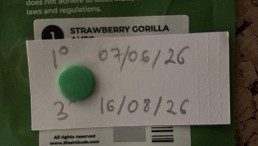 Strawberry Gorilla. Week 1