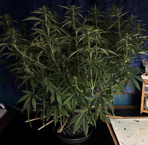 Strawberry Gorilla. Week 6