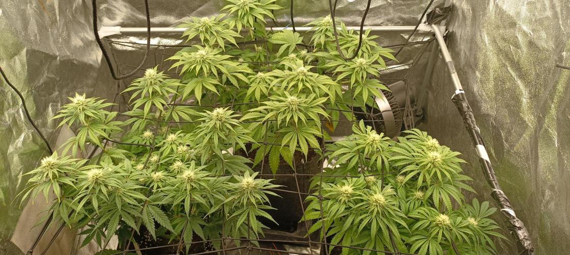 Again Royal Moby. Week 7