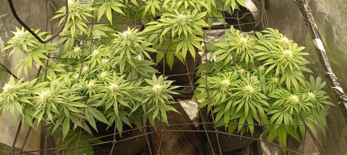 Again Royal Moby. Week 7