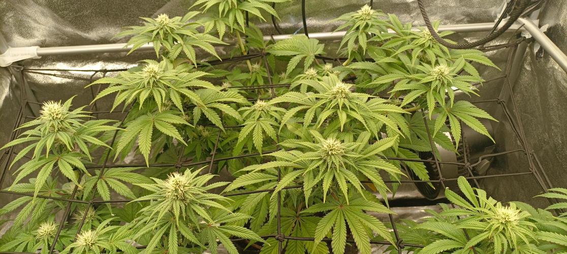 Again Royal Moby. Week 7