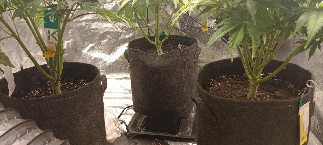 Again Royal Moby. Week 7