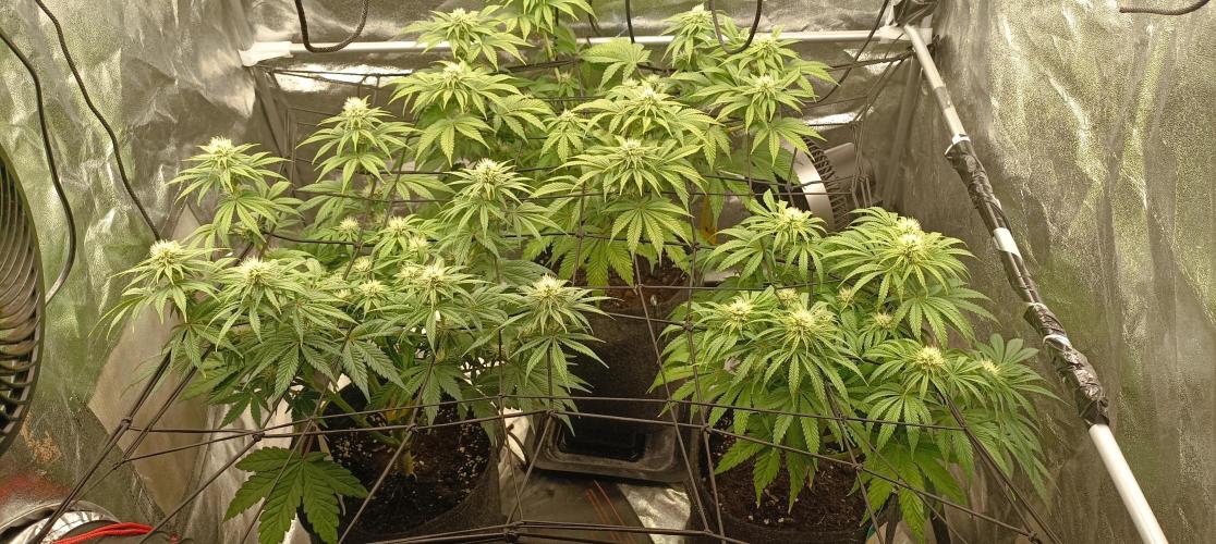 Again Royal Moby. Week 7