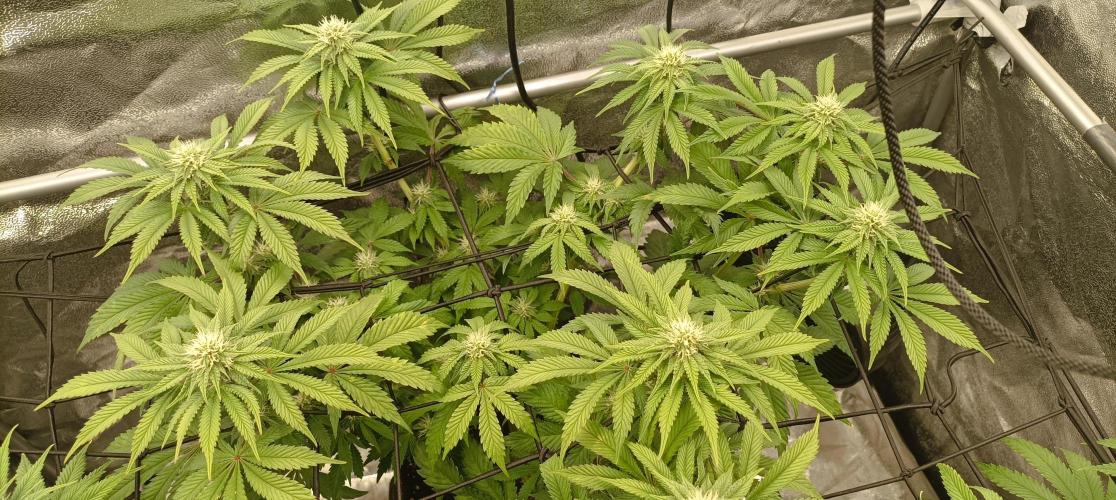 Again Royal Moby. Week 7