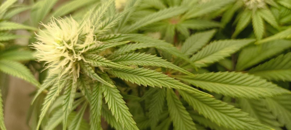 Again Royal Moby. Week 7