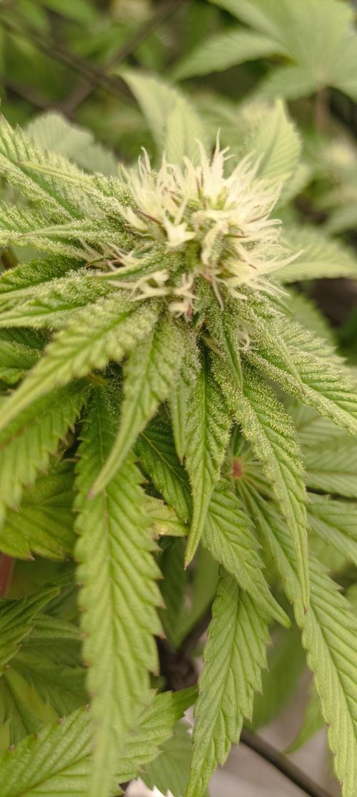 Again Royal Moby. Week 7