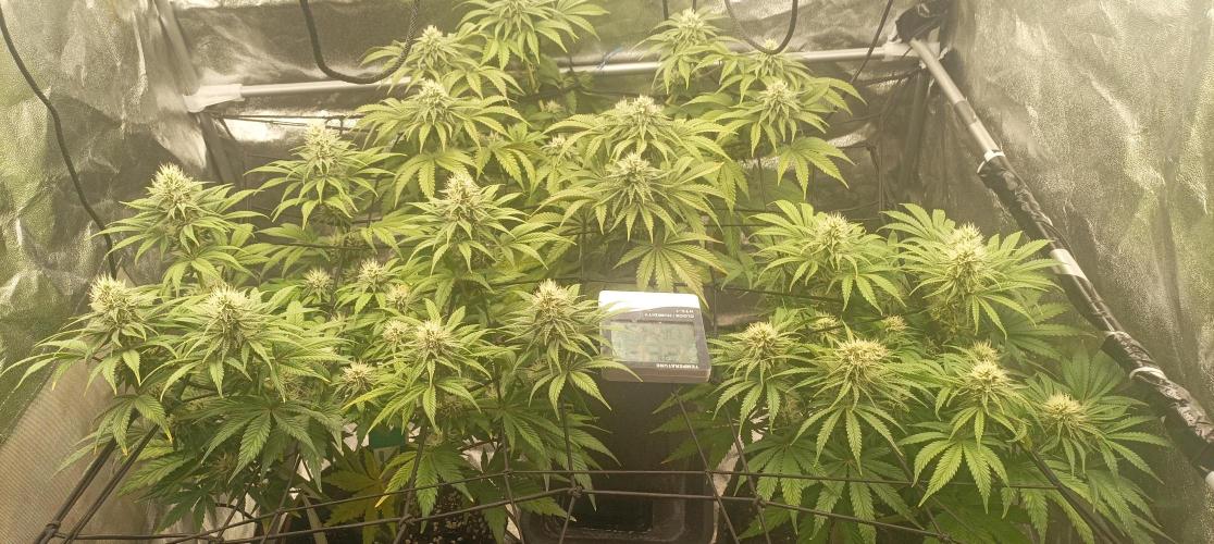 Again Royal Moby. Week 8