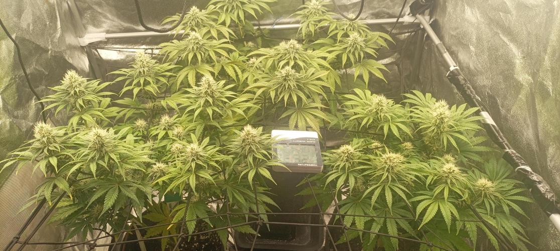 Again Royal Moby. Week 8