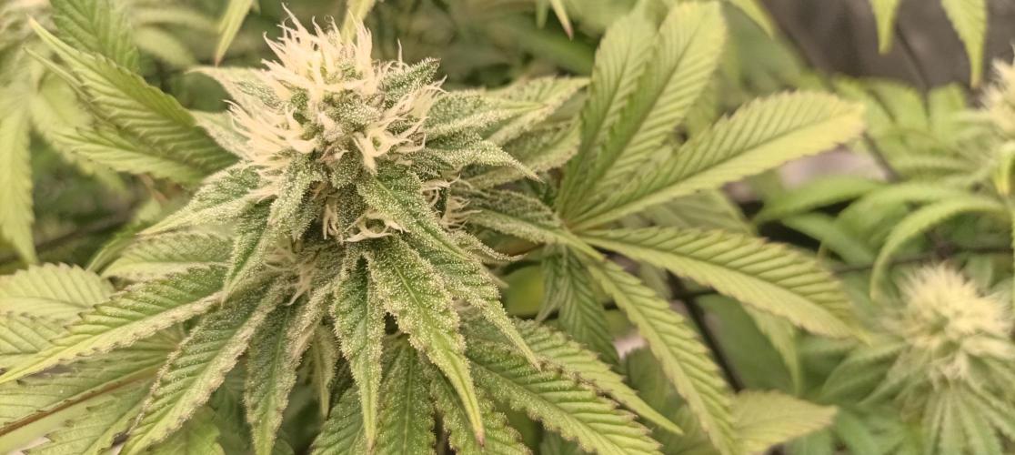 Again Royal Moby. Week 8