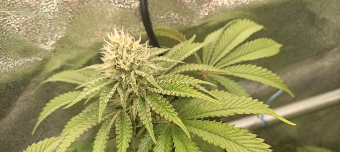 Again Royal Moby. Week 8