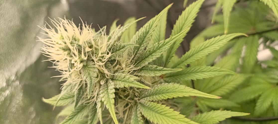 Again Royal Moby. Week 8