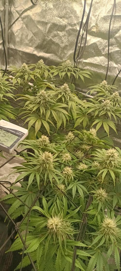 Again Royal Moby. Week 8