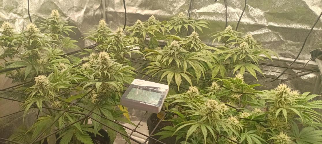 Again Royal Moby. Week 8