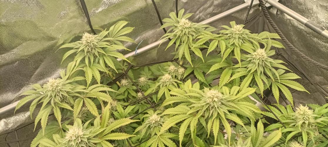 Again Royal Moby. Week 8