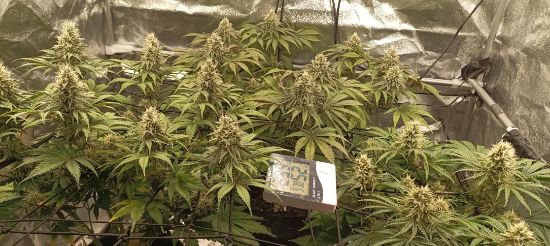 Again Royal Moby. Week 9