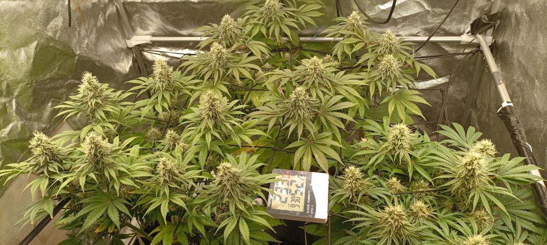 Again Royal Moby. Week 9